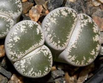 Lithops lesliei v.venteri - 10 семян