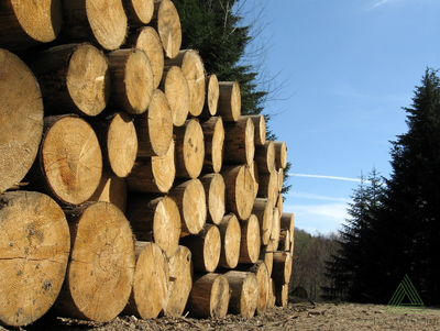 Пиловочник хвойный