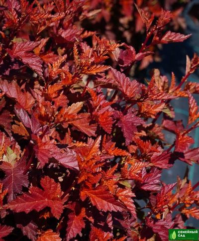 Пузыреплодник калинолистный  (Little Angel) "Литтл Энжел"