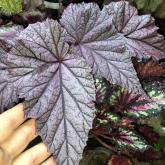 Бегония Tingley Mallet / Begonia incarnata var. purpurascens х Begonia Eldorado