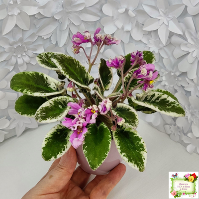 Hodss-Cassandra (Яна Ходченко) 2020 г. (пестролистный лонг с бастл-листвою)