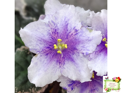 Dn-Love Time (Д. Денисенко) химера (стартер из пасынка)