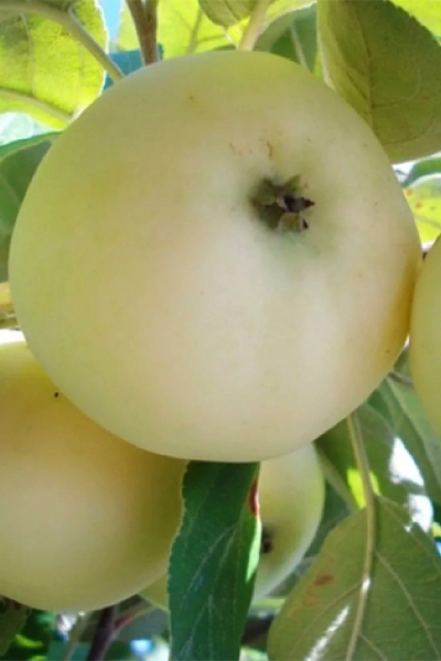 Яблоня Белый Налив (ранний)