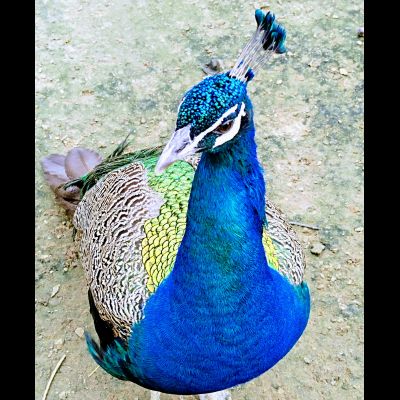 Экскурсия "Прогулка в парке птиц"