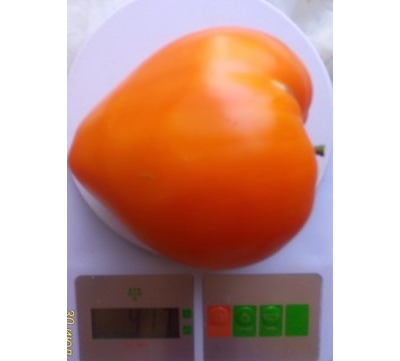 Томат Ночная свеча (Night Candle)