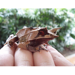 Рогатая чесночница носатая (Megophrys nasuta)