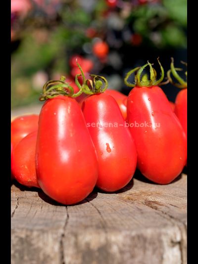 Томат Джуаджито (Guajito), 7 шт