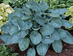 Хоста Биг Дэдди-купить почтой от Анны из Анны