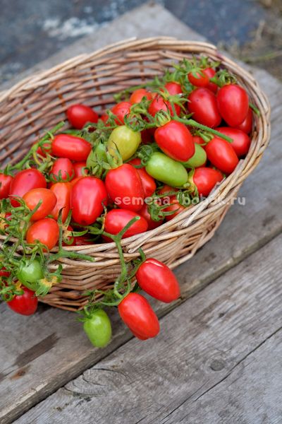 Томат Красный клык, 10 шт.