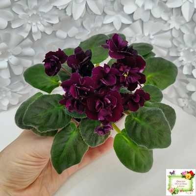 Mac's Black Uhuru (G. McDonald)