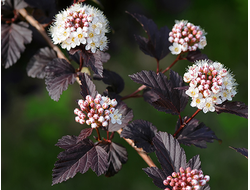 Пузыреплодник калинолистный Diablo, C5