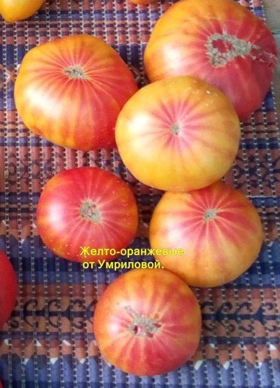 Томат Желто-оранжевые от Умриловой