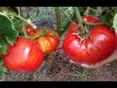 Томат Замок Шартр (усл)