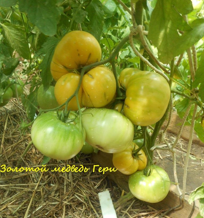 Томат Золотой медведь Гэри (Garys golden bear) США