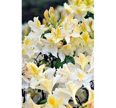 Рододендрон (Азалия) Daviesii