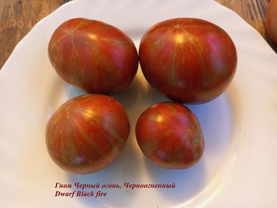 Гном Черный огонь, Черноогненный  (Dwarf Black fire)