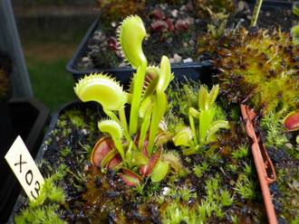 Dionaea muscipula "X03"