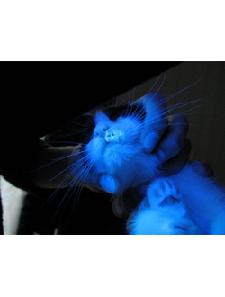 Микроспория