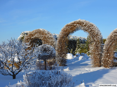 Топиар Арка из Лиственницы европейской