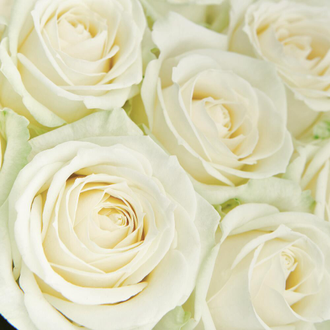 19 белых роз