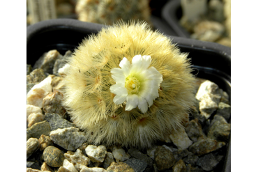 Mammillaria carmenae (Маммиллярия Кармэн)