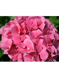 Гортензия крупнолистная Мася (Hydrangea macrophylla Masja)