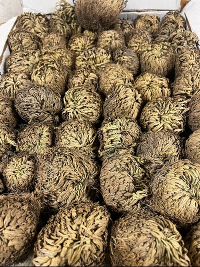 Роза Иерихона 21-30 гр.