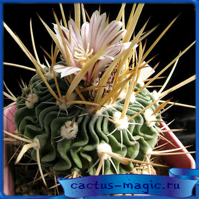 Echinofossulocactus gladiatus