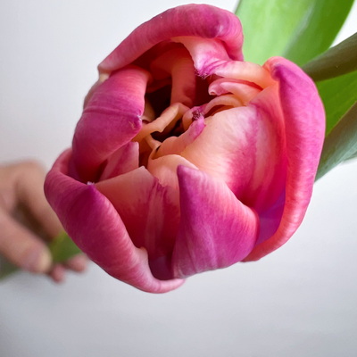 Букет пионовидных тюльпанов 15 шт Columbus