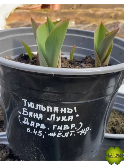 НАРЦИСЫ/ТЮЛЬПАНЫ В ГОРШКЕ (2-3 луковицы)