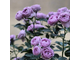 Голубой шторм (Blue Storm Rose)ОСЕНЬ