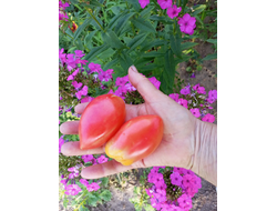 Томат Гном Затонувший персик (Dwarf Sunkissed Peach), США, Австралия