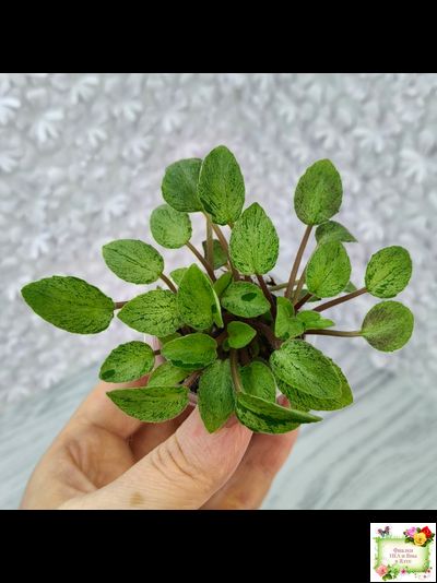 Серебряный Дождь Ю. Коваленко) 2023 г. листовая химера