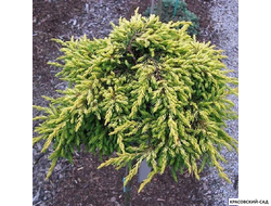 Можжевельник Голдшатц - Goldschat