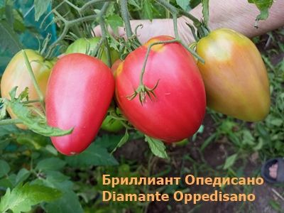 Томат Бриллиант Оппедисано (Diamante Oppedisano)