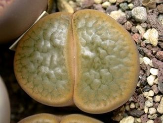 Lithops hookeri v.subfenestrata C156 (MG-1616.66) - 10 семян