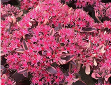 Седум (очиток)  &#039;SUNSPARKLER® Dream Dazzler&#039;, ЗКС