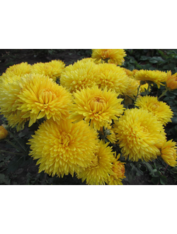 Хризантема корейская Опал