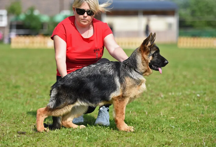 монопородная выставка г. Бронницы 28.05.2023 1 место эксперт Peter Firic (Сербия)