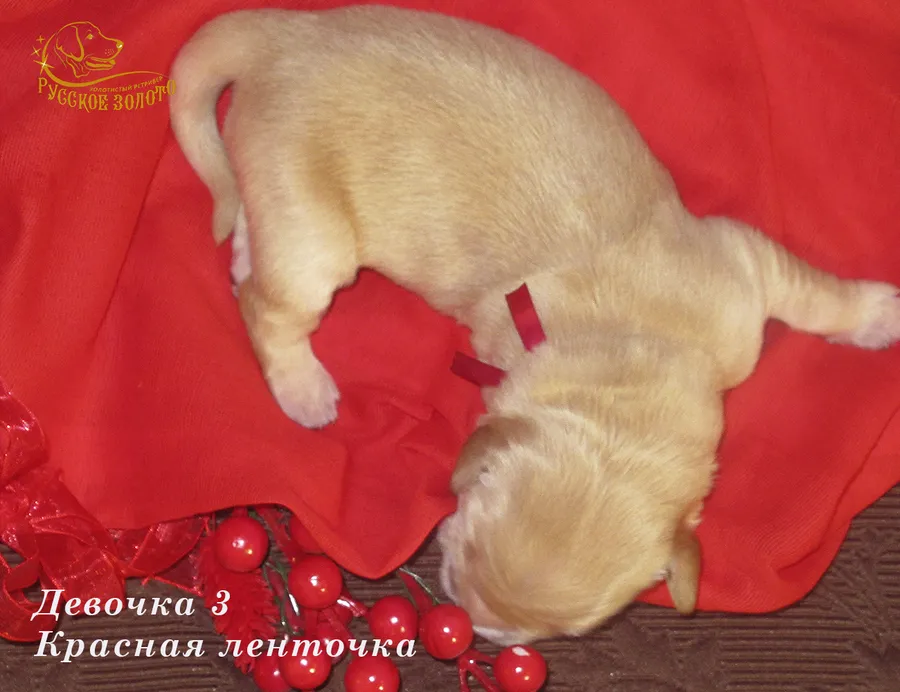 ДОМА  =Девочка КРАСНАЯ ленточка, 5 дней. ДР 28.01.20