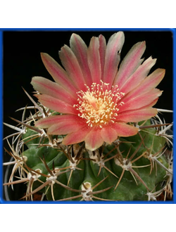 Pyrrhocactus armatus GM 1673