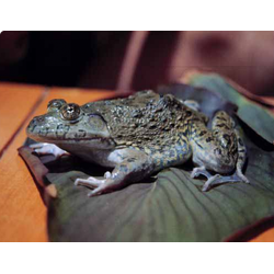 Западная лягушка (Hoplobatrachus occipitalis)