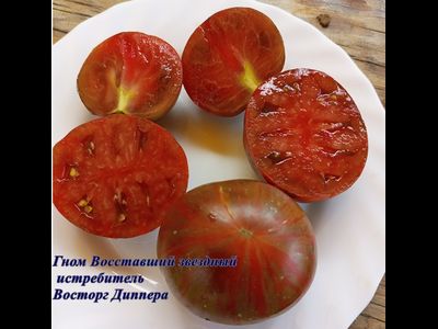 Томат Гном Восторг Диппера (Dwarf Rebel Starfighter Dipper’s Delight)