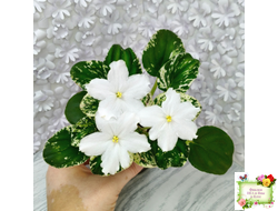 LV-Сбежавшая Невеста (Л. Шевелева) 2025 г. трейлер (клакамас пестролистный)