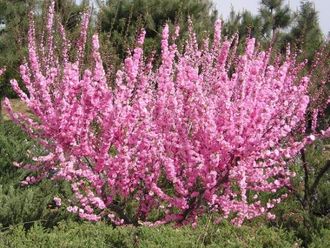 Миндаль трехлопастной ( луизиания)(высота саженца 15-20см) купить в ...