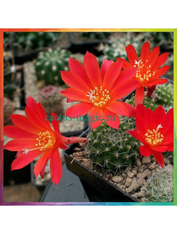 Rebutia grandiflora