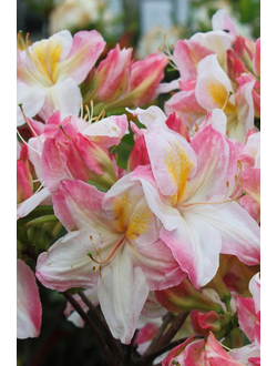 Рододендрон (Азалия) Satomi