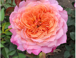 Мияби (Miyabi), Keiji Kunieda