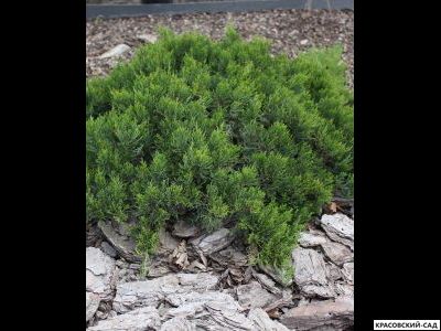 Можжевельник обыкновенный Мейер в сетке и мешковине готова к доставке - Красовский-Сад.рф