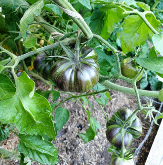 Семена томата Блаженство / *нов 2025